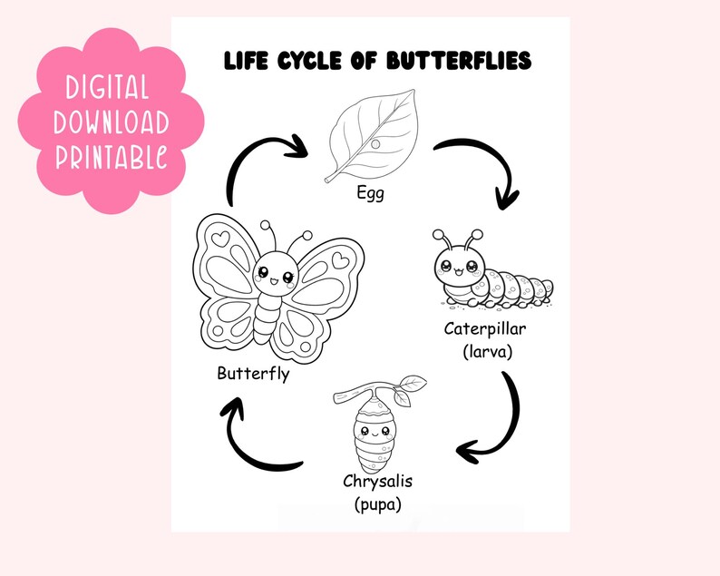 Butterfly Life Cycle Coloring Page Printable for Kids | Caterpillar to ...