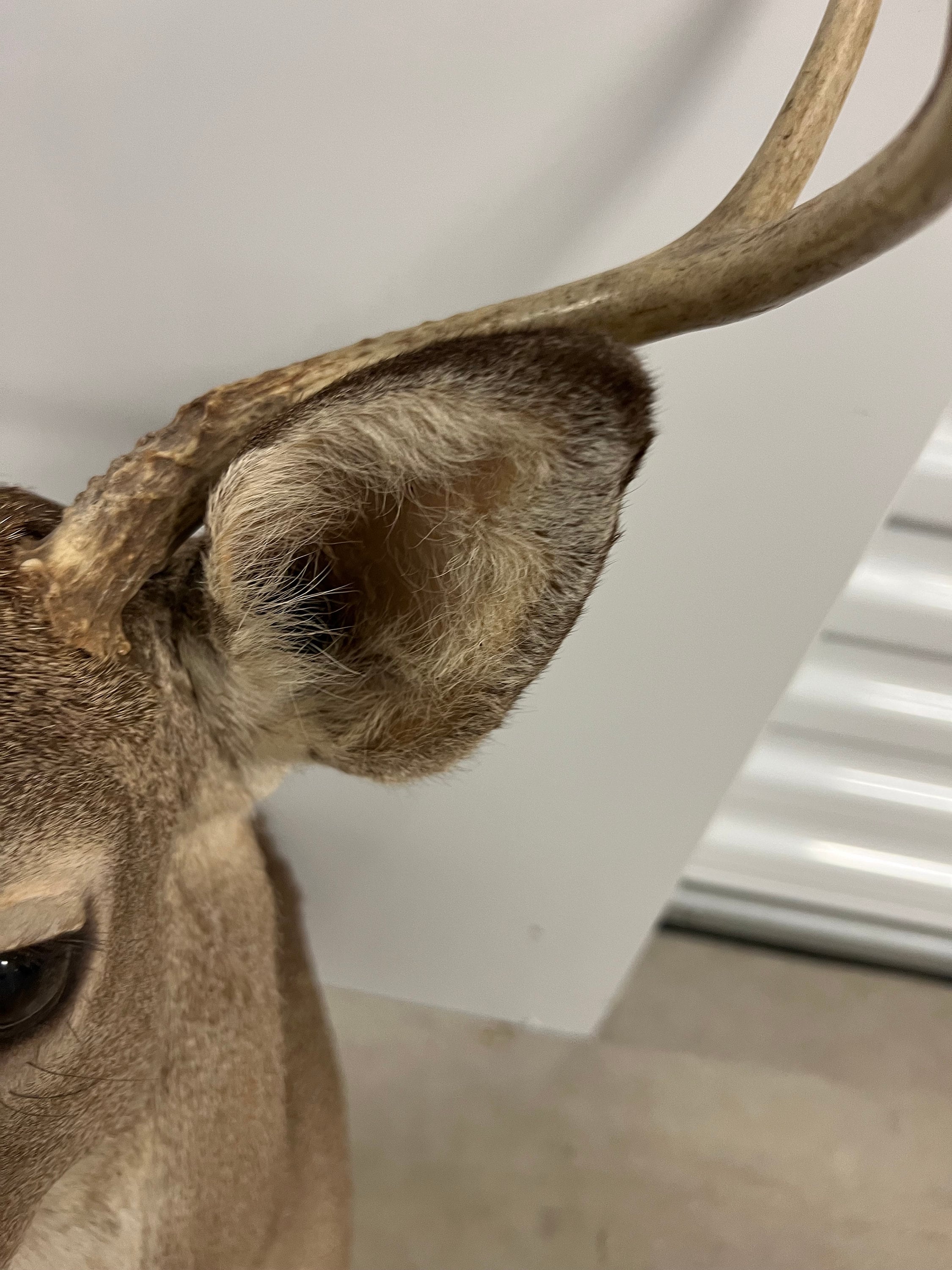 6PT Whitetail Deer Shoulder Mount - Etsy