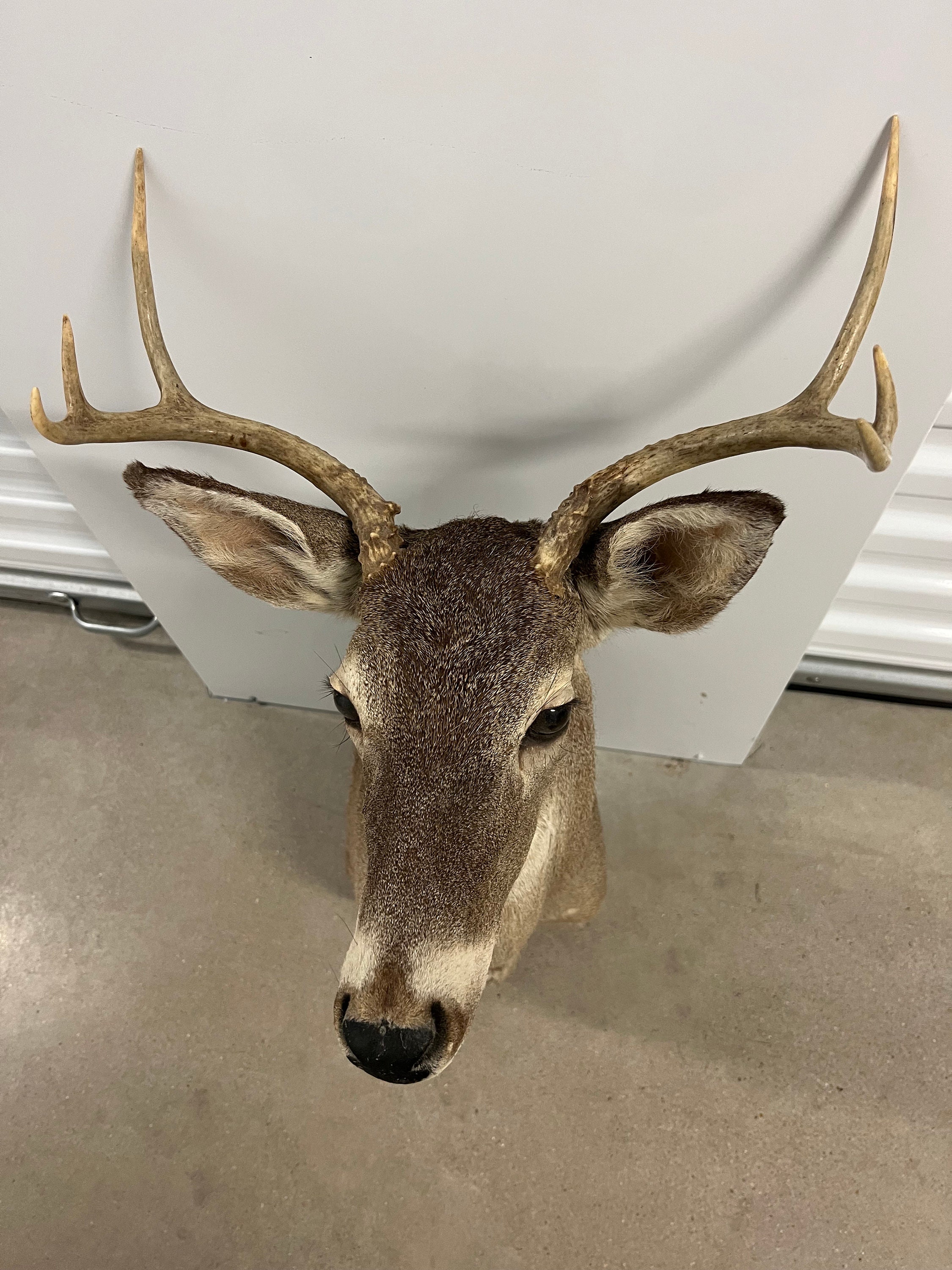 6PT Whitetail Deer Shoulder Mount - Etsy