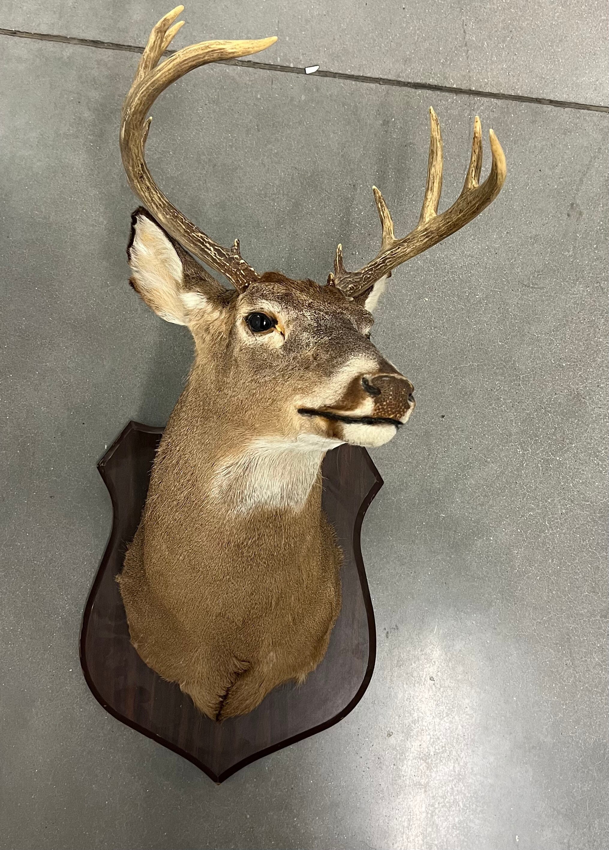 Whitetail Shoulder Mount For Sale (18 Point Rack) W-132, 60% OFF