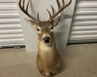 Beautiful 10  PT whitetail shoulder mount