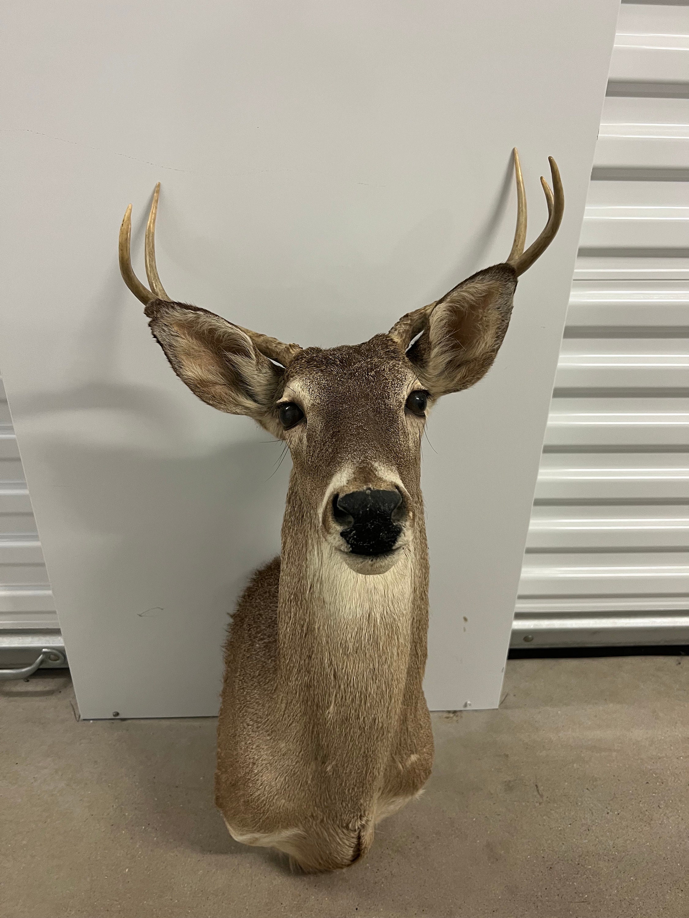 6PT Whitetail Deer Shoulder Mount - Etsy