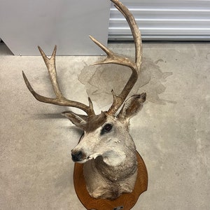 Unique looking 8 PT  Mule shoulder mount