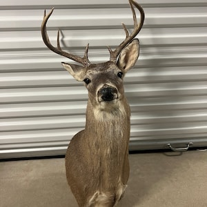 9 PT whitetail shoulder mount