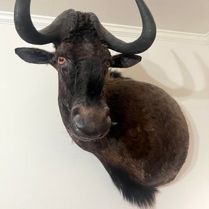 Large Wildebeest shoulder mount
