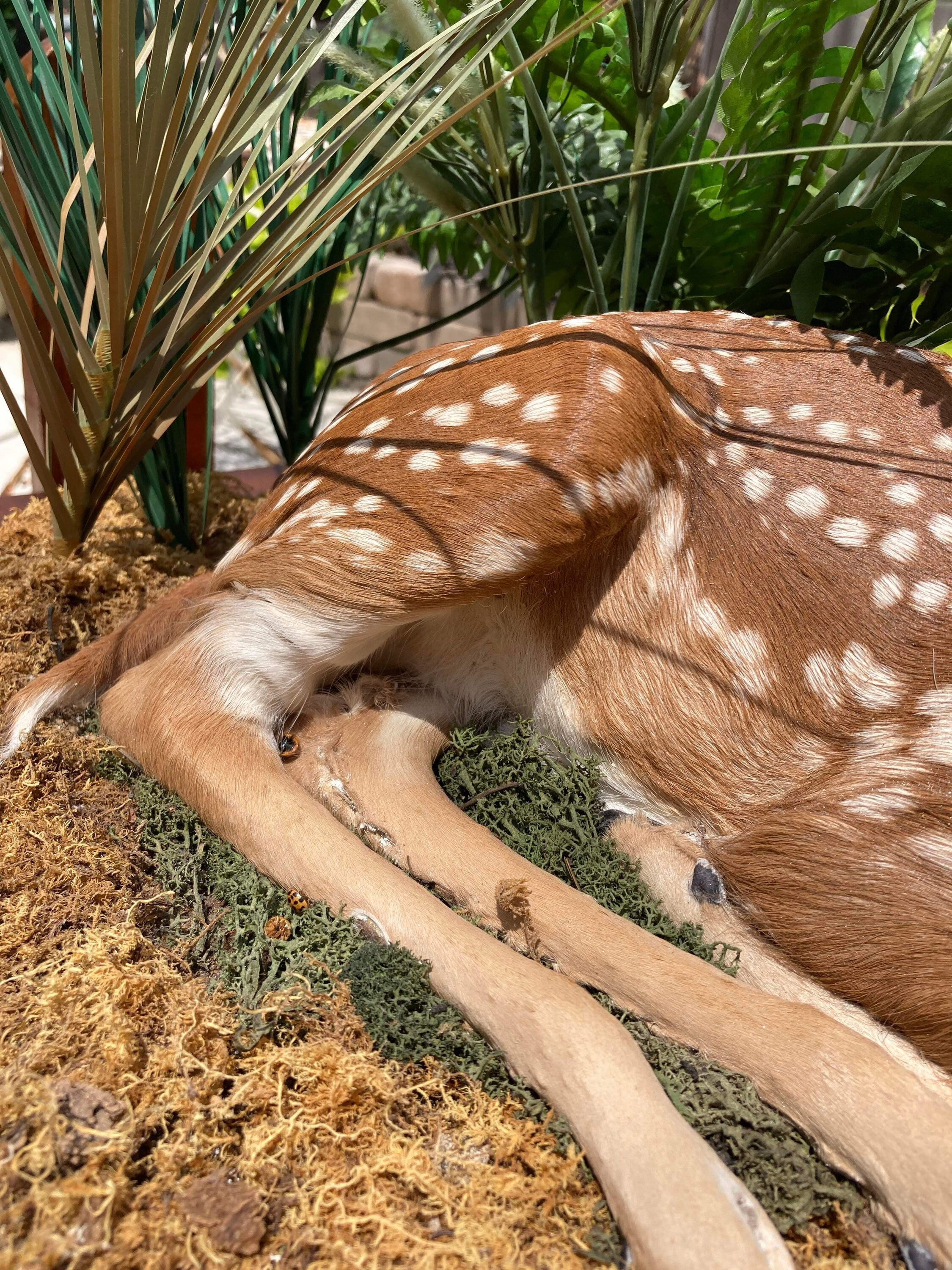 Fawn Taxidermy Full Mount With Dirt Base and Fake Plants Etsy