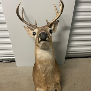 9 PT whitetail shoulder mount