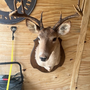 10 PT whitetail shoulder mount