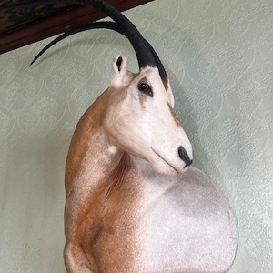 Oryx Shoulder Mount