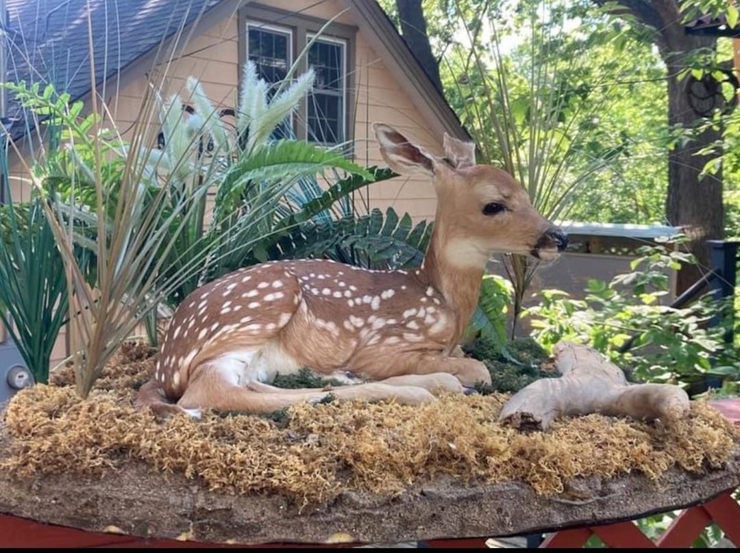 Fawn Taxidermy Full Mount With Dirt Base and Fake Plants Etsy