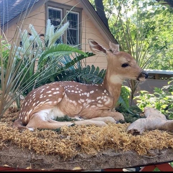 Taxidermy Plants Etsy