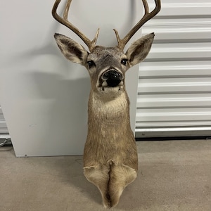 8 PT whitetail shoulder mount