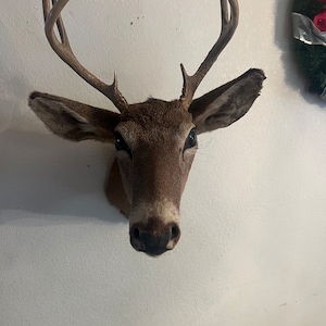 8PT whitetail shoulder mount (long nose)