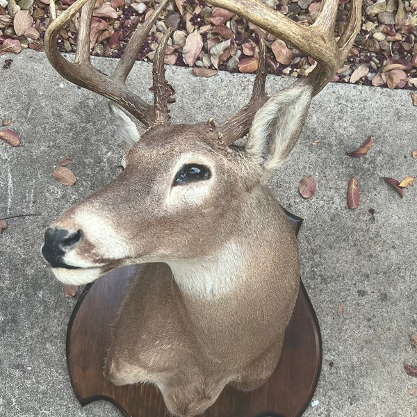 Deer Antler Mount Etsy