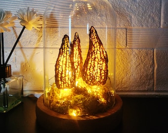 Handmade morel mushroom lamp Wild mushroom lamp in a glass container Vintage table lamp Night lights Christmas Gift Ideas Gift Lights