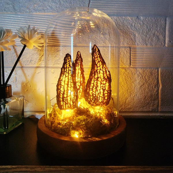 Handmade morel mushroom lamp Wild mushroom lamp in a glass container Vintage table lamp Night lights Christmas Gift Ideas Gift Lights