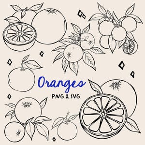 Sinaasappels clipartillustraties, oranje png en SVG, trouwafbeeldingen, zeer fijne tekeningen, clipart, commerciële licentie, Instant Download, Fruitbundel SVG