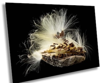 Swamp Milkweed Seed Pod Macro Photo Print – Nature Photography Wall Art