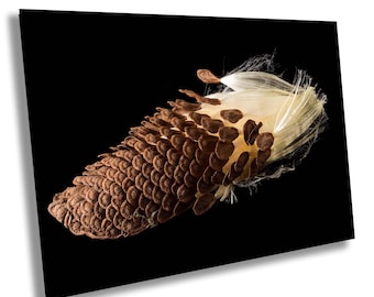Swamp Milkweed Seed Pod Macro Photo Print – Nature Photography Wall Art
