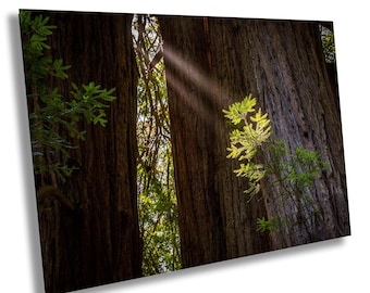 Muir Woods Redwood Print, California Forest Wall Decor, Sunbeam Redwood Photography, Nature Sunray Art, Coastal Redwood Decor