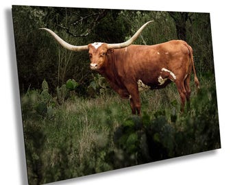 The Farewell Look - Texas Longhorn and Prickly Pear Cactus Wall Art, Rustic Hill Country Photography