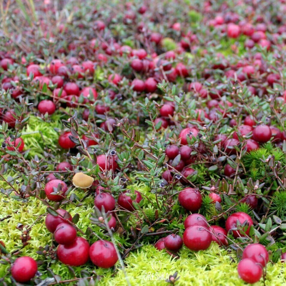 Vaccinium Oxycoccos 30 PCS Fresh Seeds, Cranberry Seeds, Small ...