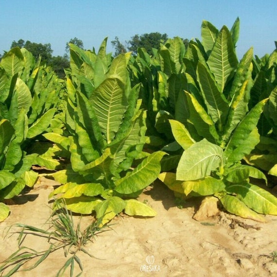 Tabaco Mapacho 300 PCS Semillas Frescas, Nicotiana Rustica, 54% OFF