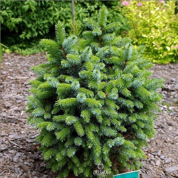 Picea sitchensis 20 PCS graines fraîches, graines d’épinette de Sitka, arbre à feuilles persistantes, conifères, arbre à longue durée de vie, cônes de sapin, épinette, graines biologiques