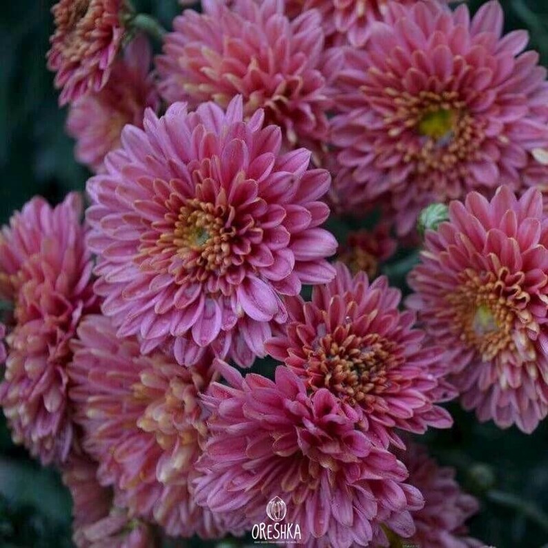 Chrysanthemum Lucy 50 PCS Fresh Seeds, Chrysanthemum Etsy Australia