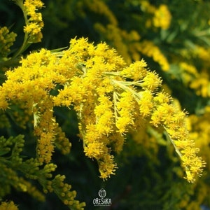 Goldenrod 1000+ STK / 10000+ Stk. frische Samen, Solidago virgurea