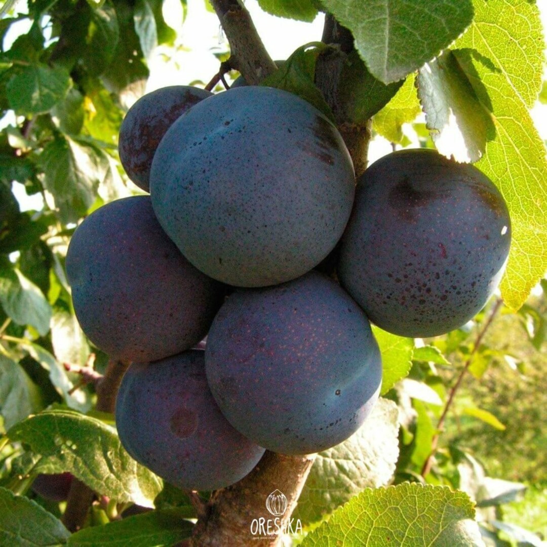 Plum Black Largefruited Round 5 PCS Fresh Seeds Prunus Etsy Canada