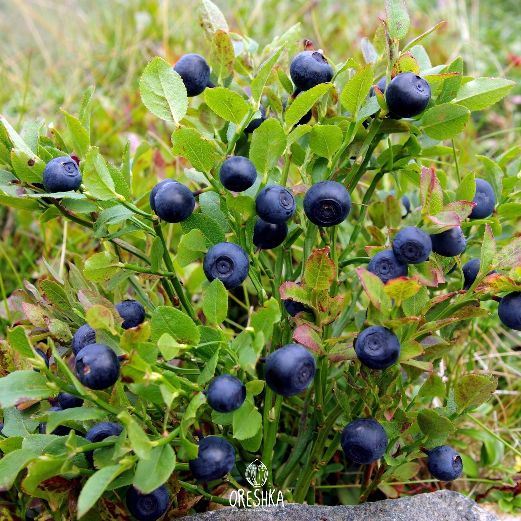 Highbush Blueberry - Swedish Dishcloth