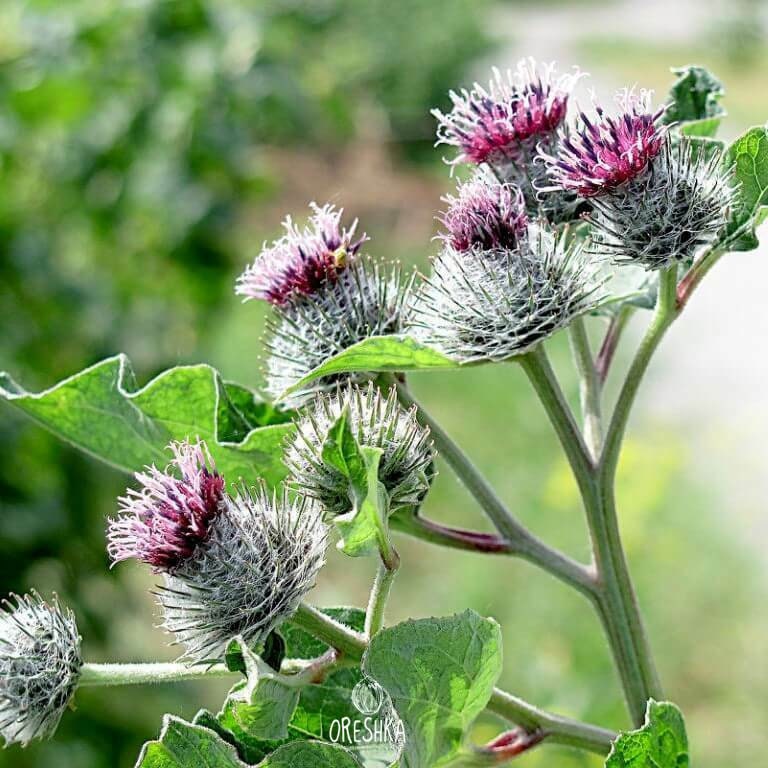 Amazon.com : Organic Seeds Burdock Root Seeds (~50): Certified Organic,  Non-GMO, Heirloom, Open Pollinated Seeds : Patio, Lawn & Garden