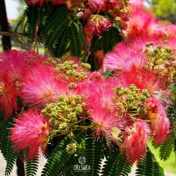 Albizia Lenkoran 10 PCS graines fraîches. Albizia julibrissin