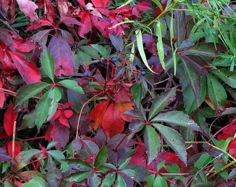 Fresh Seeds Attached maiden grapes Parthenocissus inserta 15 Virginia creeper, 