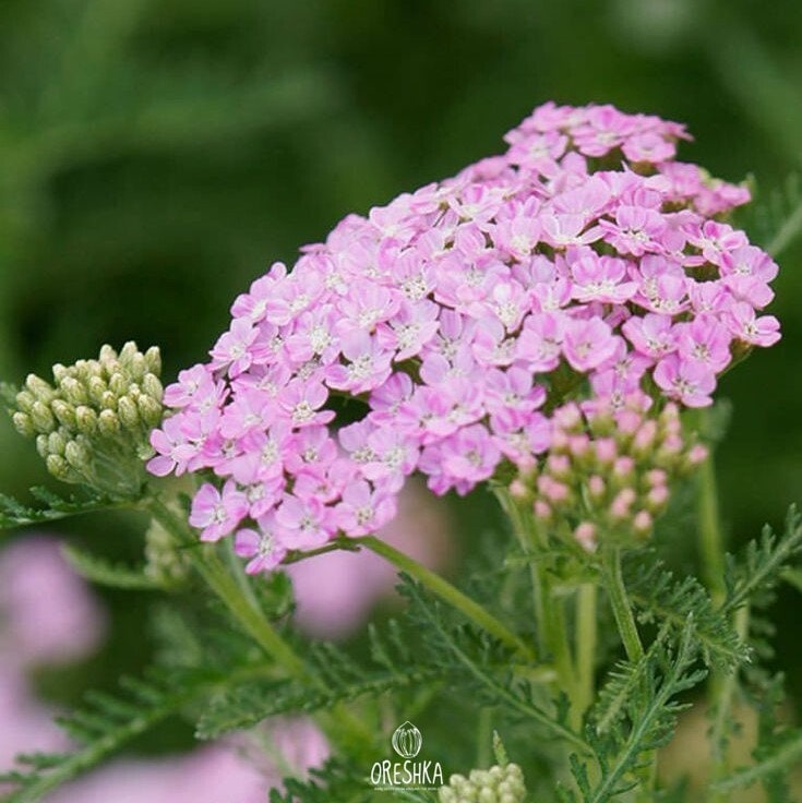Russian Wild Yarrow Pink and White Colours 100 Fresh Seeds