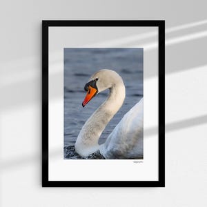 Striking Swan, Frensham Great Pond. Giclée Fine Art Photography Print, Mounted. Wildlife, Wall Art, Framed Art, Wall Decoration.