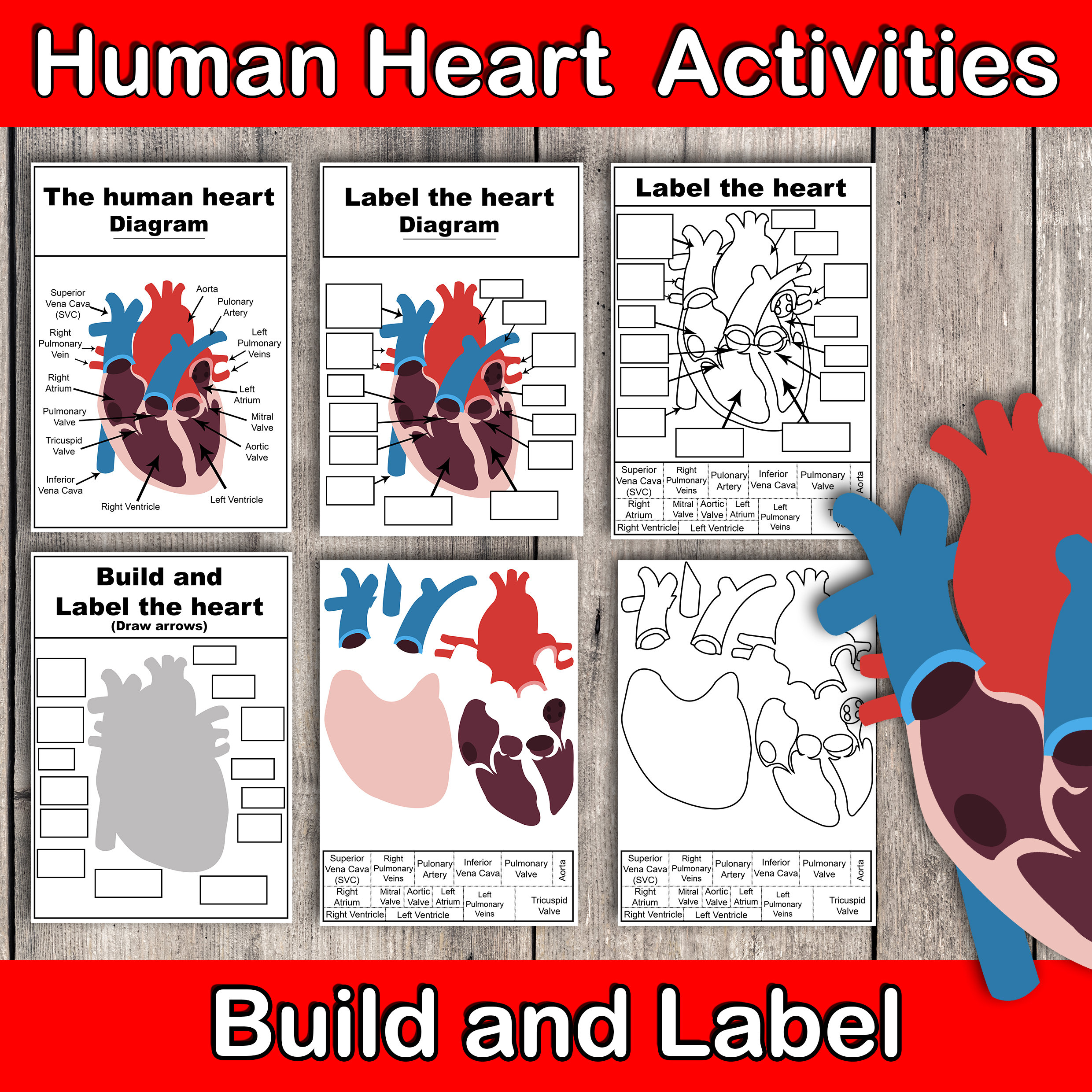 Label the Heart Poster, Human Heart Anatomy Craft, Build and Label Biology Activity, Build the
