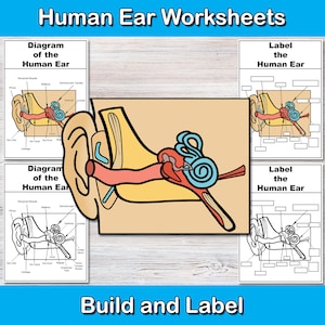 Build and label the Human Ear | Anatomy Worksheets | Ear Activities | Human Body | Biology middle school high school | Otorhinolaryngology