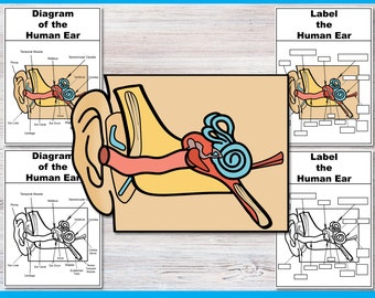 Build and label the Human Ear | Anatomy Worksheets | Ear Activities | Human Body | Biology middle school high school | Otorhinolaryngology