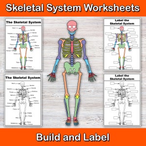 Build and label the Skeletal System | Anatomy Worksheets | Biology worksheets | Activities for nursing students | Biology revision