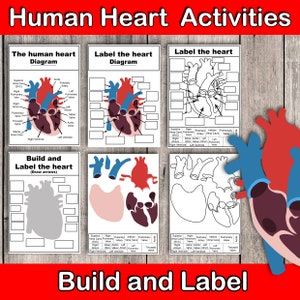 Anatomy Worksheet Bundle | Build and Label the Human Body | Human ...