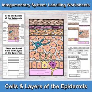 Könnte beinhalten: Lehrreiche Arbeitsblätter mit dem Titel "Integument System: Beschriftungsarbeitsblätter" mit Diagrammen der Hautschichten und -zellen. Die Arbeitsblätter enthalten beschriftete Diagramme und Bereiche zum Zeichnen und Beschriften.
