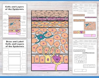 Build and label the Integumentary System | Anatomy Worksheets | Skin Activities | Human Body | Biology for high school and college esthetics