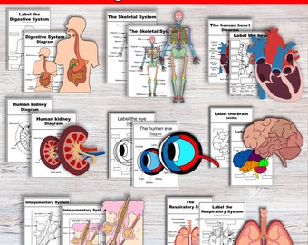 Zestaw arkuszy ćwiczeń z anatomii | Zbuduj i opisz ludzkie ciało | Książka z ćwiczeniami z anatomii człowieka | Zasoby do nauki w domu Arkusze ćwiczeń z anatomii | Biologia