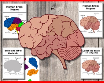 Label the human brain | Anatomy Craft | Biology Activity + worksheet
