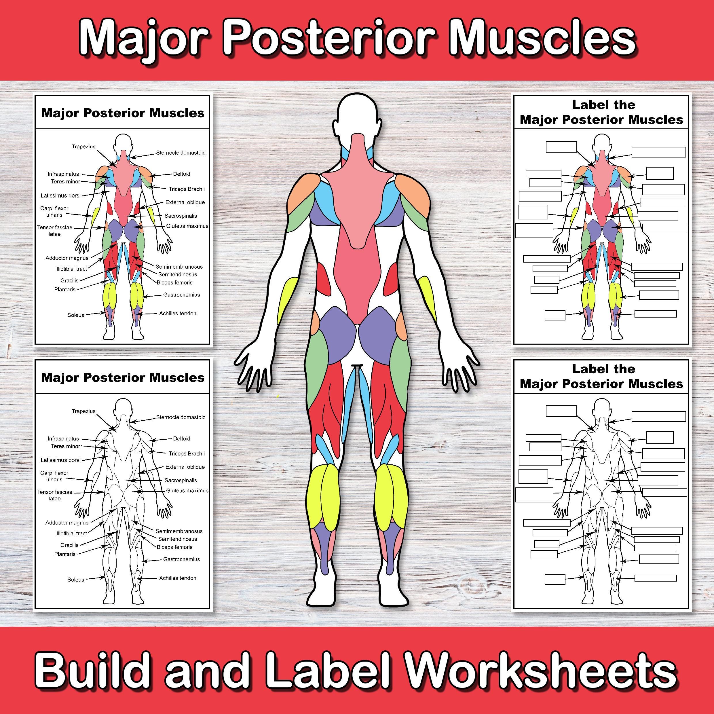 Build and Label the Posterior Muscles | Anatomy Worksheets | Muscle ...