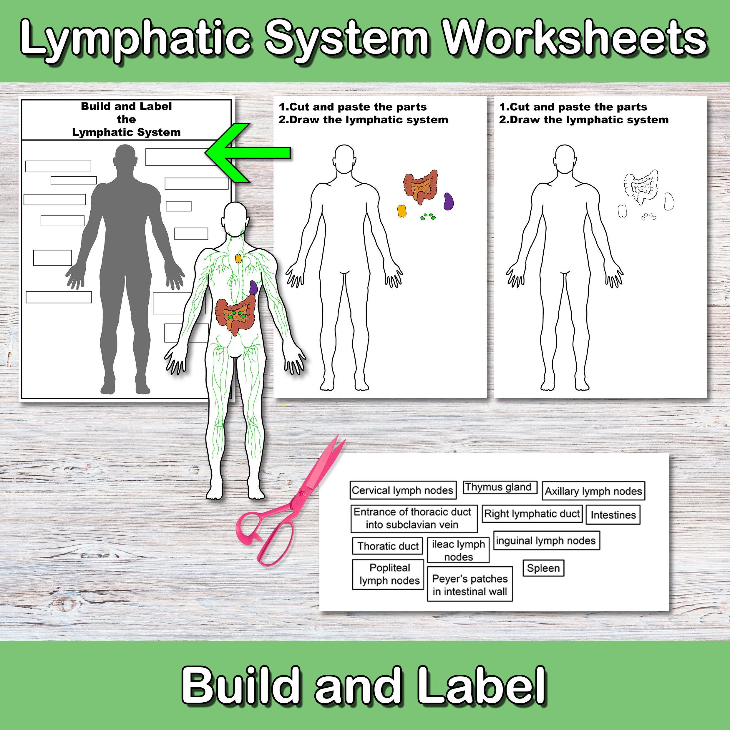 Master The Lymphatic System: Label This Diagram! - hxqp2tn