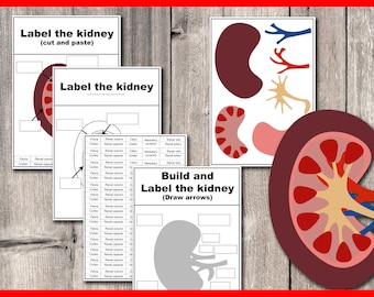 Build and label the human kidney | Anatomy Worksheets | Biology activity