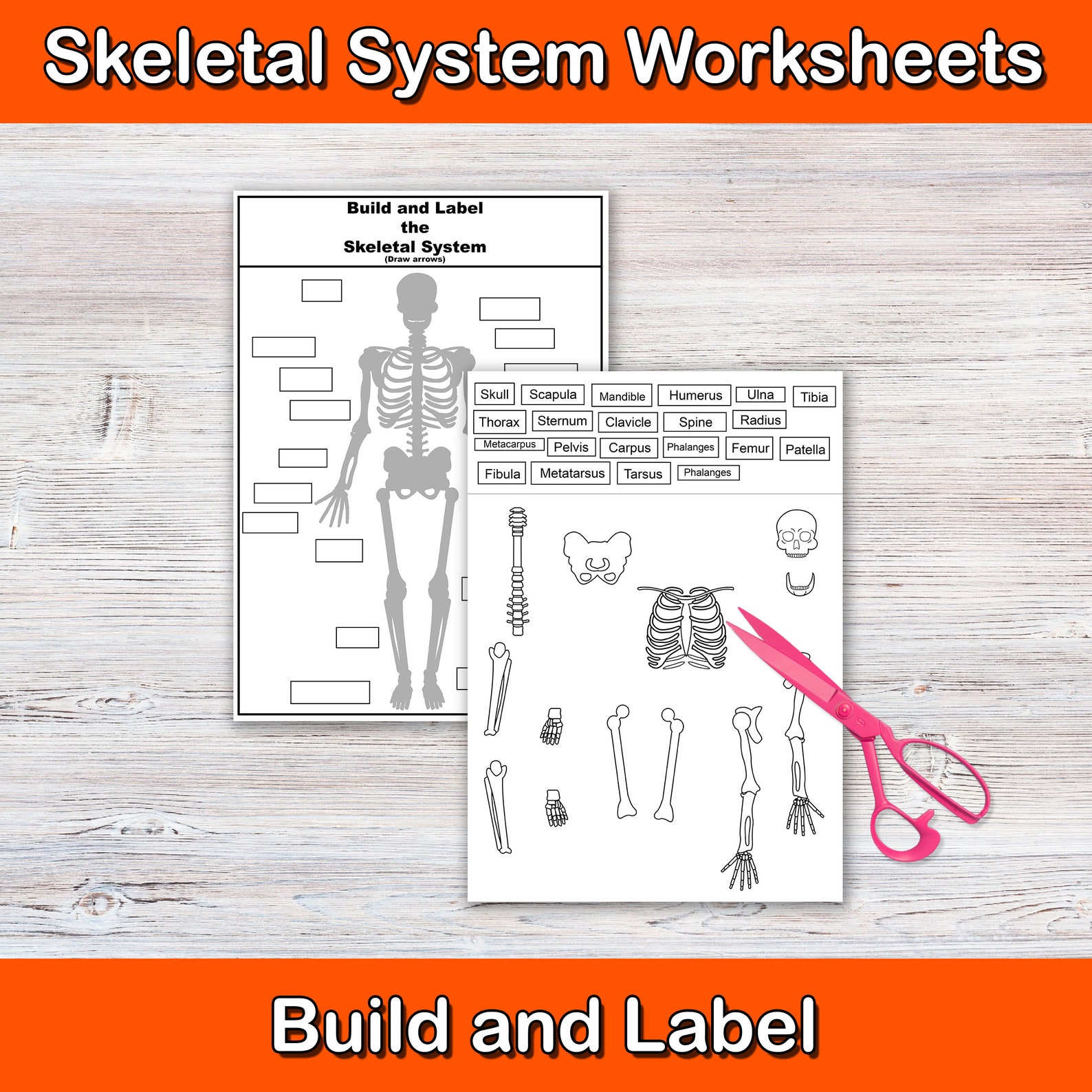 build-and-label-the-skeletal-system-anatomy-worksheets-biology